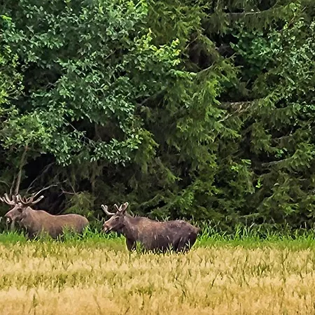 In Braskereidfoss With Wifi Vakantiehuis