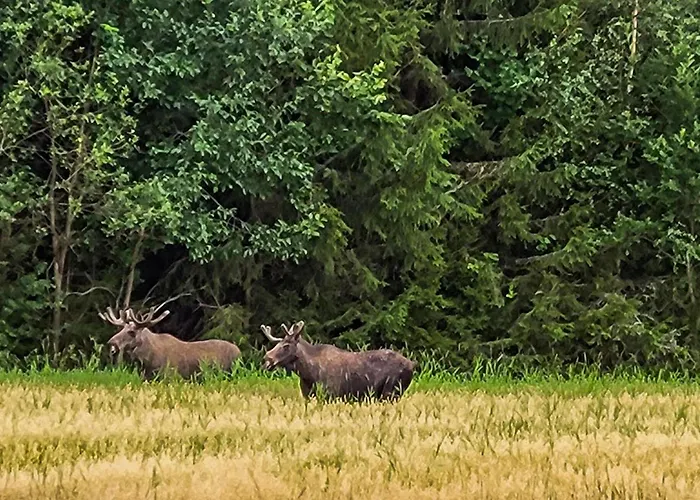 In Braskereidfoss With Wifi Vakantiehuis